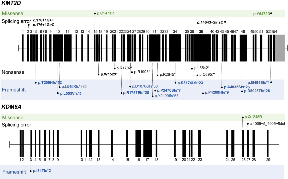 Clinical and molecular characteristics of Korean patients with Kabuki  syndrome | Journal of Human Genetics