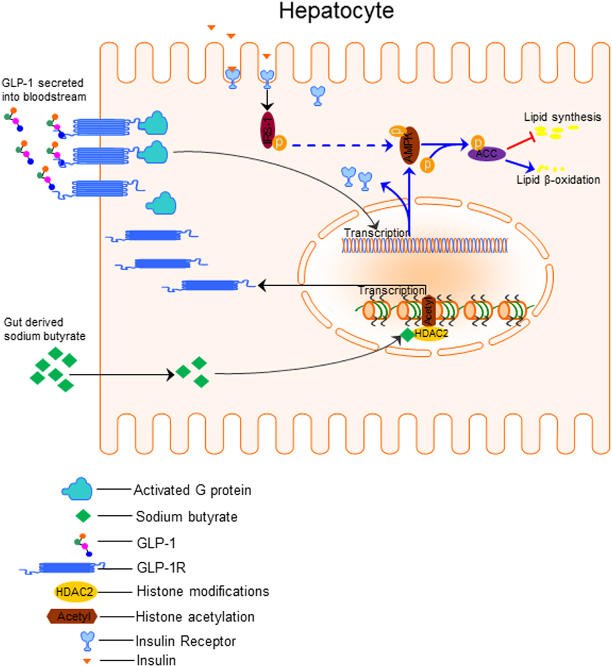 butyrate glp 1 Sodium butyrate reduces high-fat diet-induced non-alcoholic steatohepatitis  through upregulation of hepatic GLP-1R expression