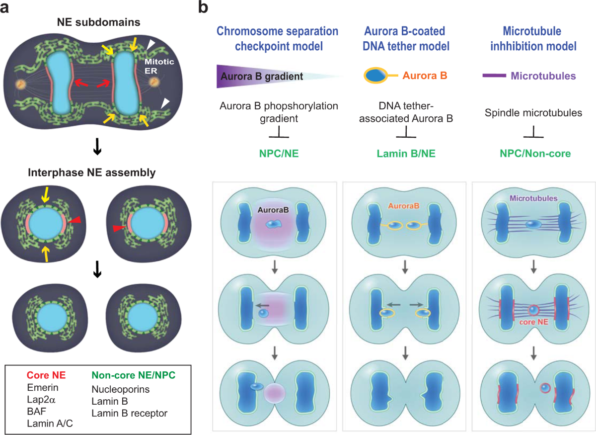 Small but mighty: the causes and consequences of micronucleus rupture | Experimental & Molecular Medicine small-but-mighty-the-causes-and-consequences-of-micronucleus-rupture-experimental-molecular-medicine