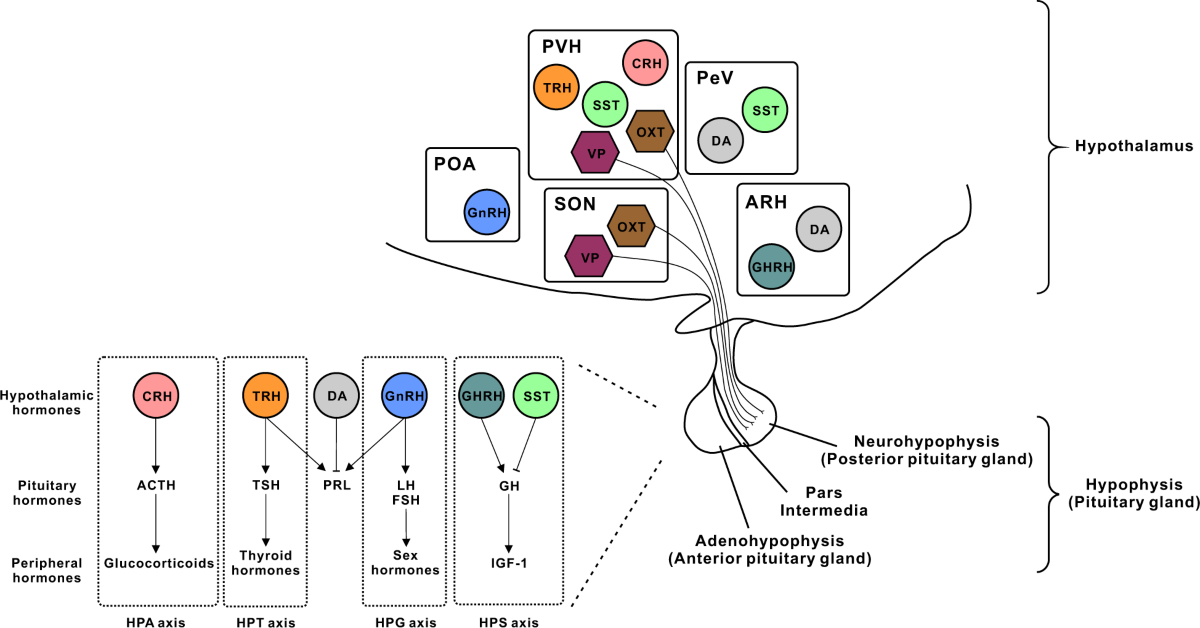 Neuroendocrine control of appetite and metabolism | Experimental &  Molecular Medicine