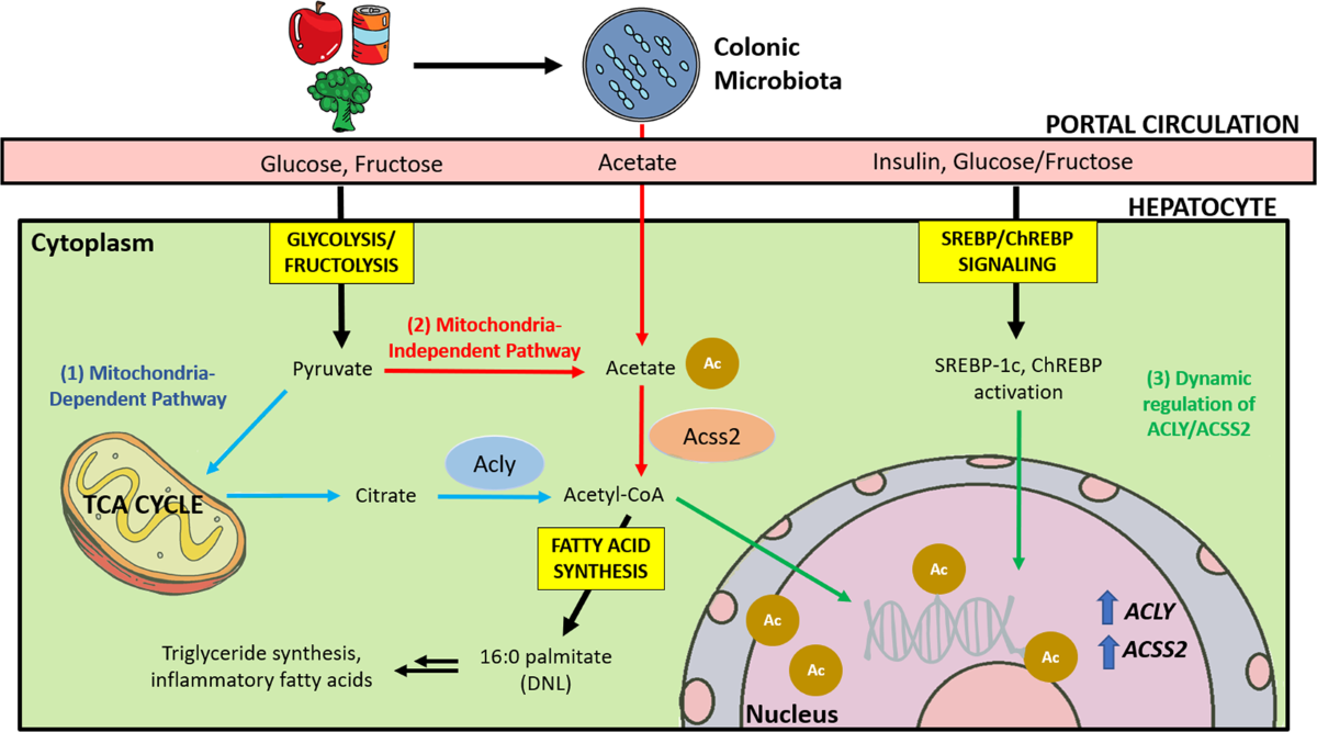 The interaction between the gut microbiota and dietary carbohydrates in nonalcoholic fatty liver disease