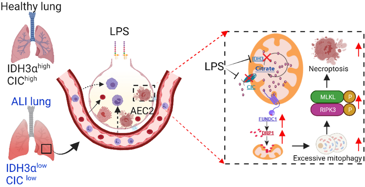 Mitochondrial citrate accumulation drives alveolar epithelial cell  necroptosis in lipopolysaccharide-induced acute lung injury