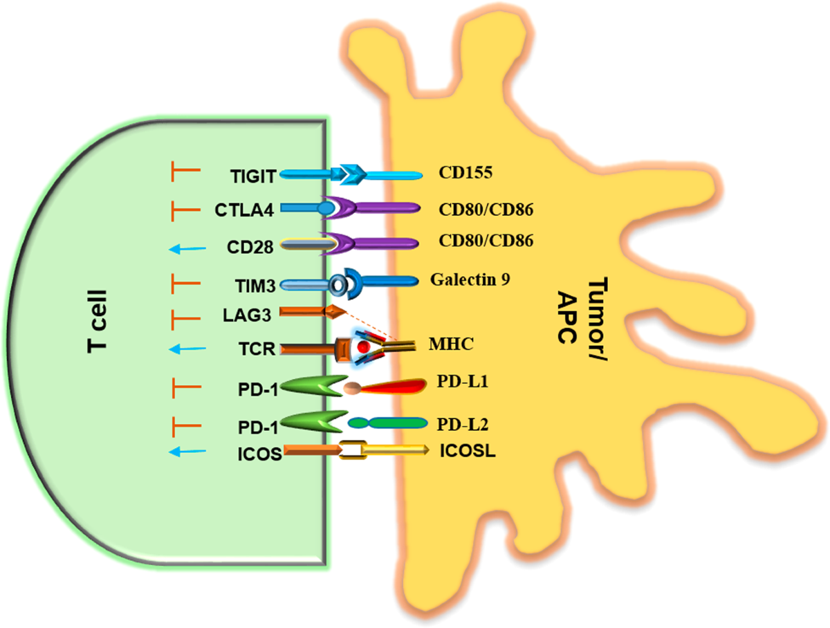 klow peptide and cancer Peptides as multifunctional players in cancer therapy