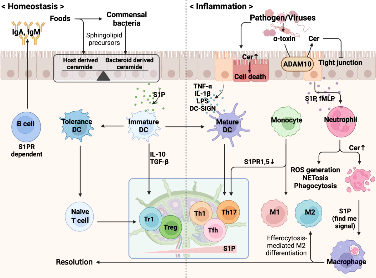 Biosynthesis of Phospholipids | PDF, image size:1200x886