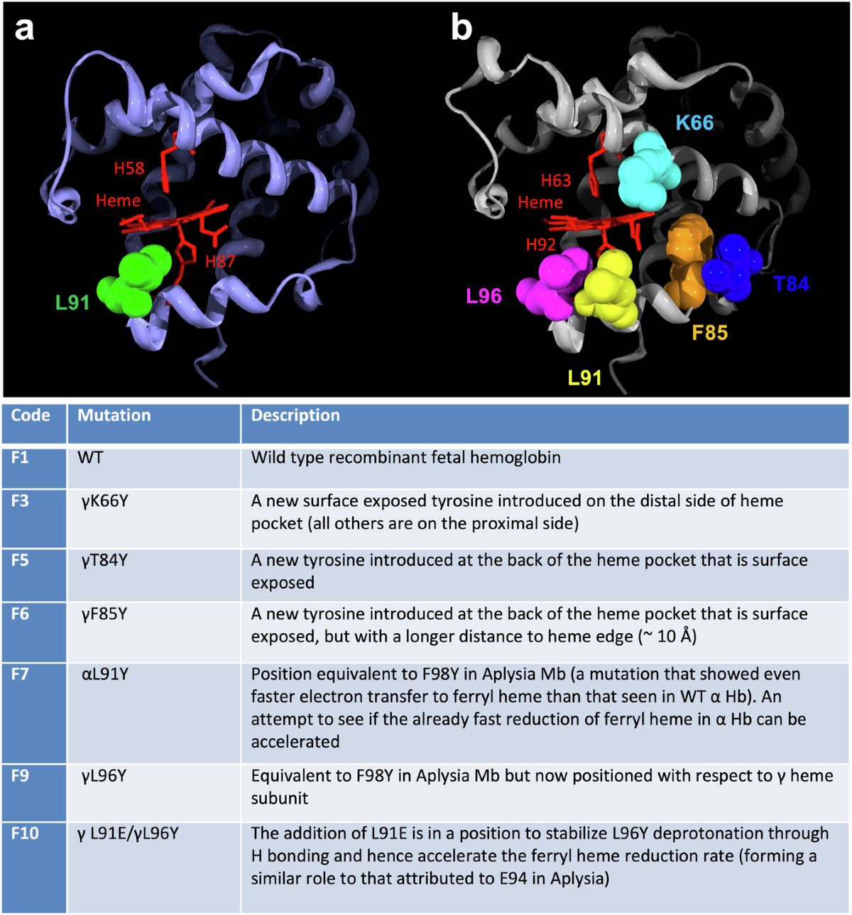 Taming hemoglobin chemistry—a new hemoglobin-based oxygen carrier engineered with both decreased rates of nitric oxide scavenging and lipid oxidation | Experimental & Molecular Medicine taming-hemoglobin-chemistry-a-new-hemoglobin-based-oxygen-carrier-engineered-with-both-decreased-rates-of-nitric-oxide-scavenging-and-lipid-oxidation-experimental-molecular-medicine