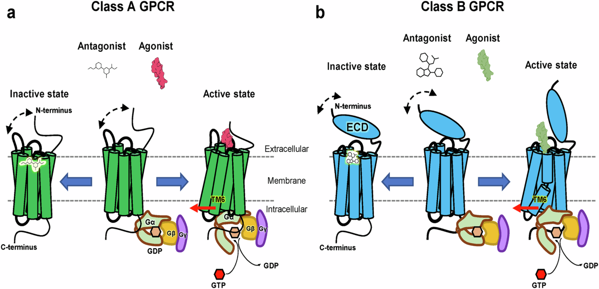 Structural insights into GPCR signaling activated by peptide ligands: from molecular mechanism to therapeutic application