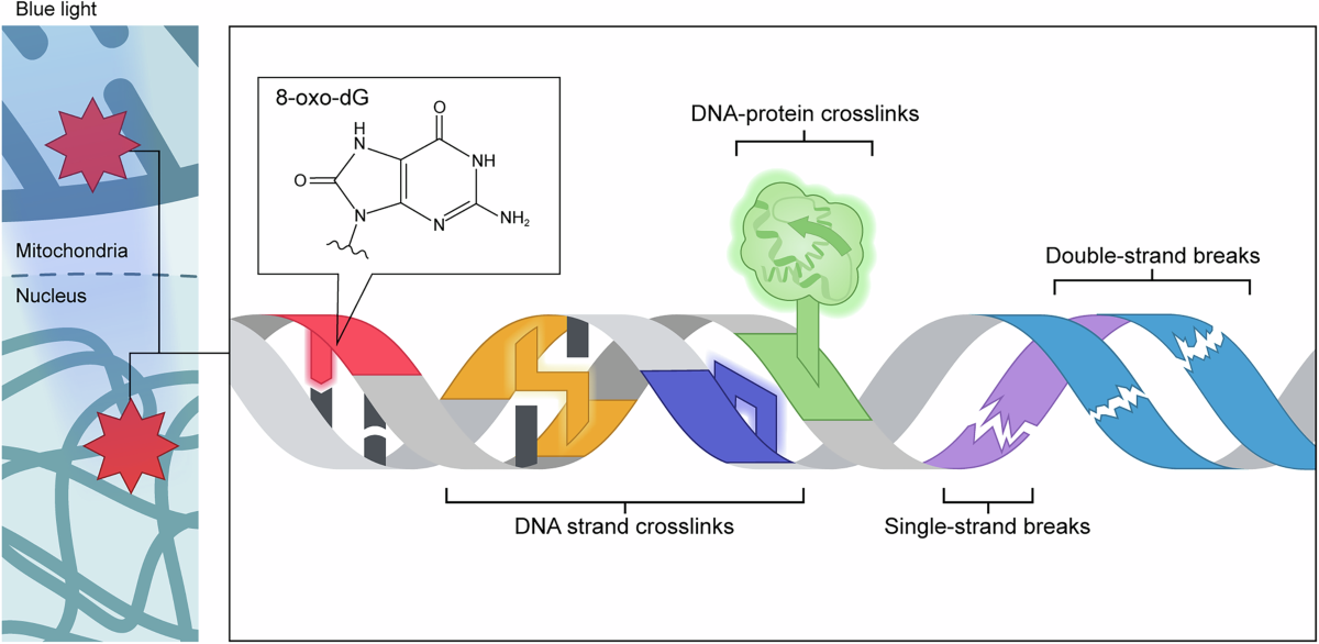 fda bpc-157 warning 2025 news FDA to weigh easing limits on unproven peptides favored by RFK Jr. and MAHA  supporters