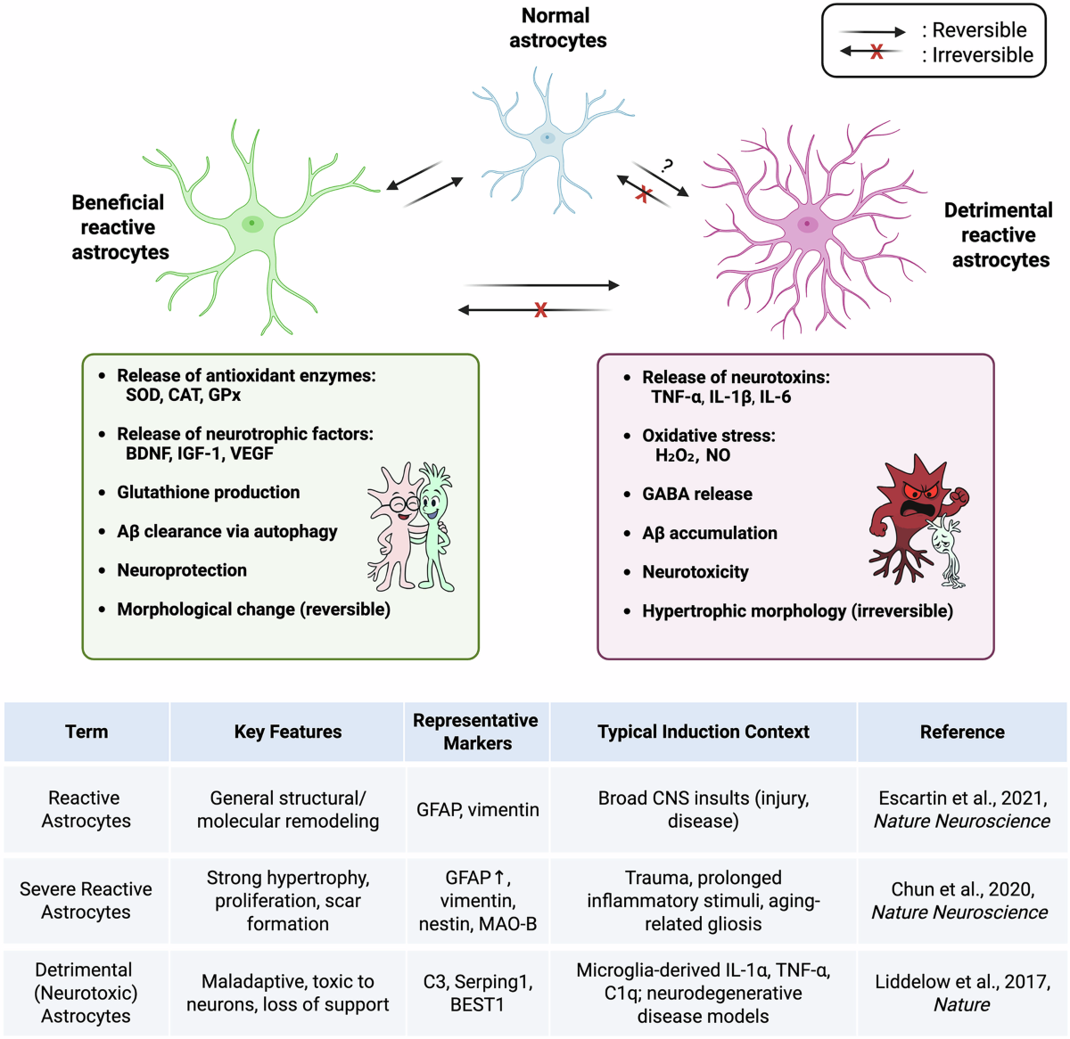 cysteine-glutathione disulfide metabolism Cysteine Metabolism - an overview