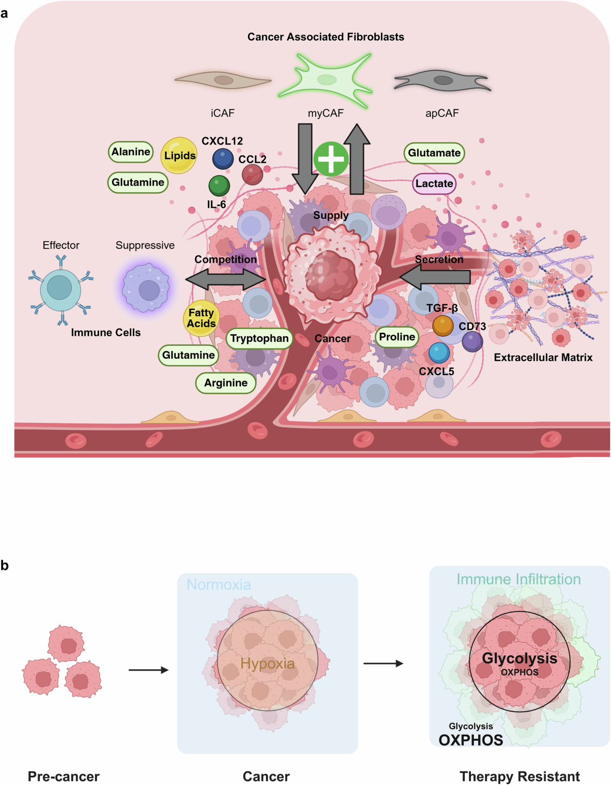 Metabolic networks in the tumor microenvironment: roles of amino acid and lipid metabolism pathways in cancer progression and therapy