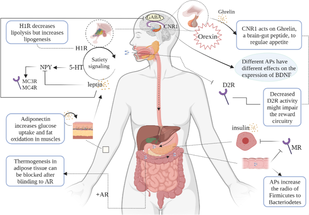 Mechanism and treatments of antipsychotic-induced weight gain