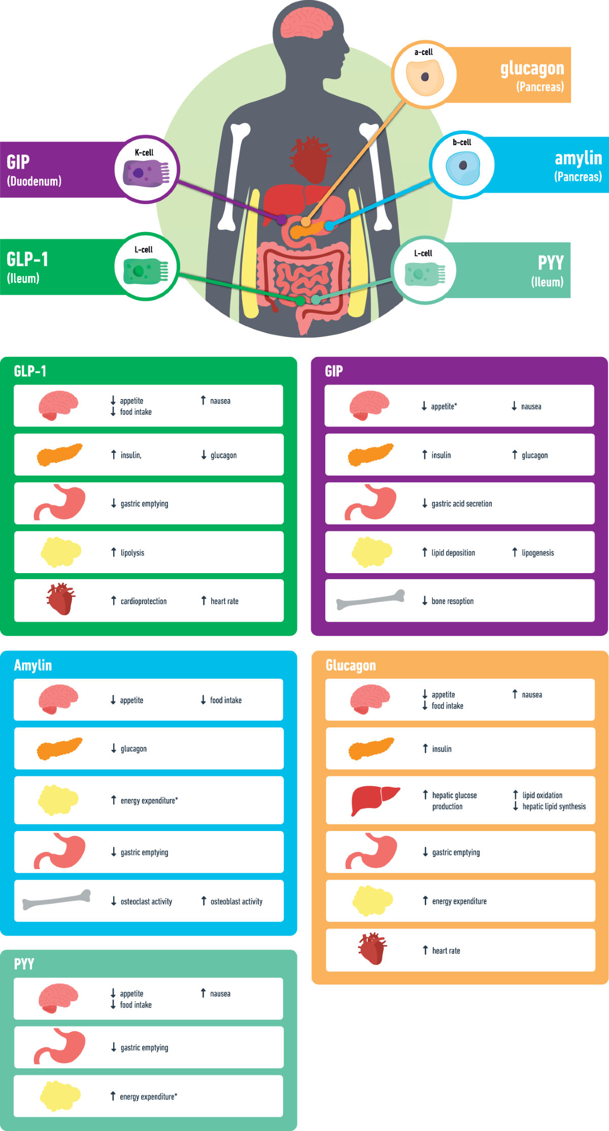 What is the pipeline for future medications for obesity 