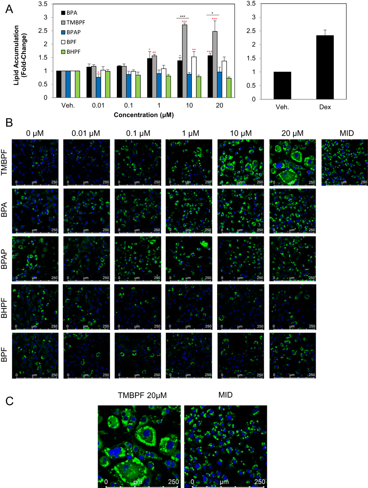 Tetra methyl bisphenol F: another potential obesogen | International  Journal of Obesity