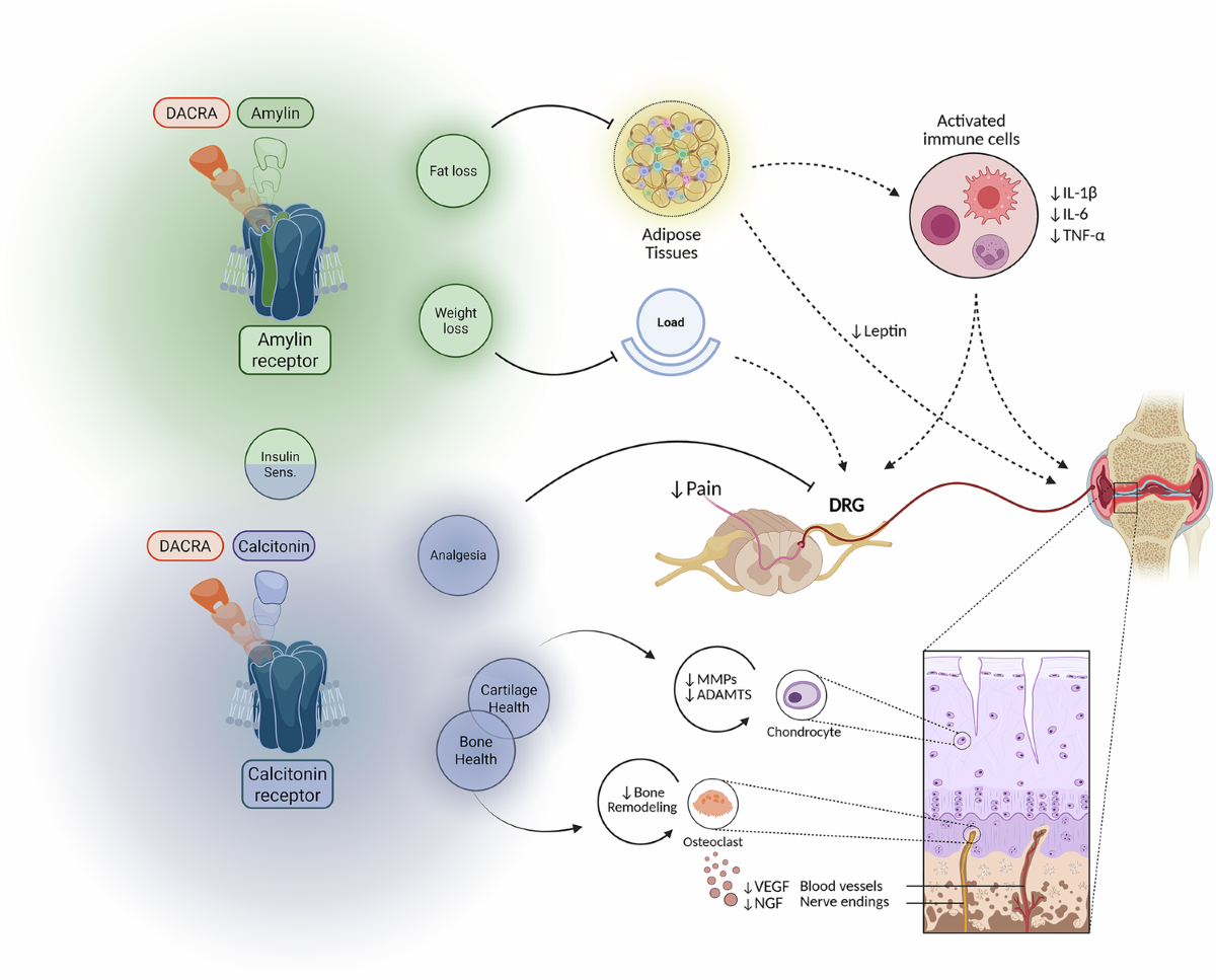 amylin glp-1 dual agonist Derivative - an overview Amycretin: The Oral Obesity Pill