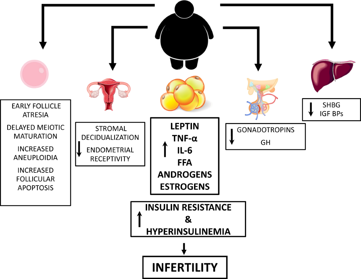 glutathione benefits for female fertility Female infertility: which role for obesity?