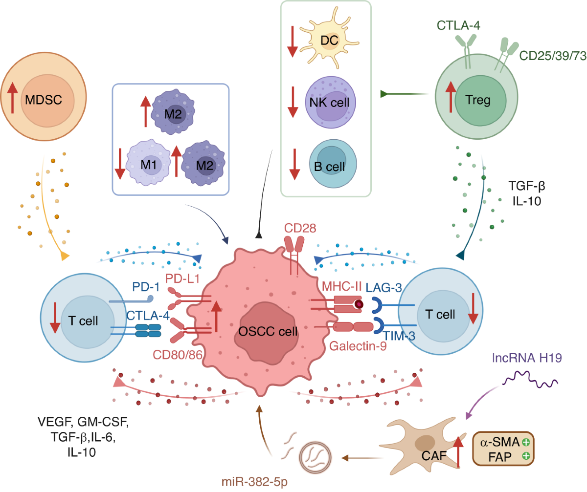 Oral squamous cell carcinomas: state of the field and emerging directions |  International Journal of Oral Science