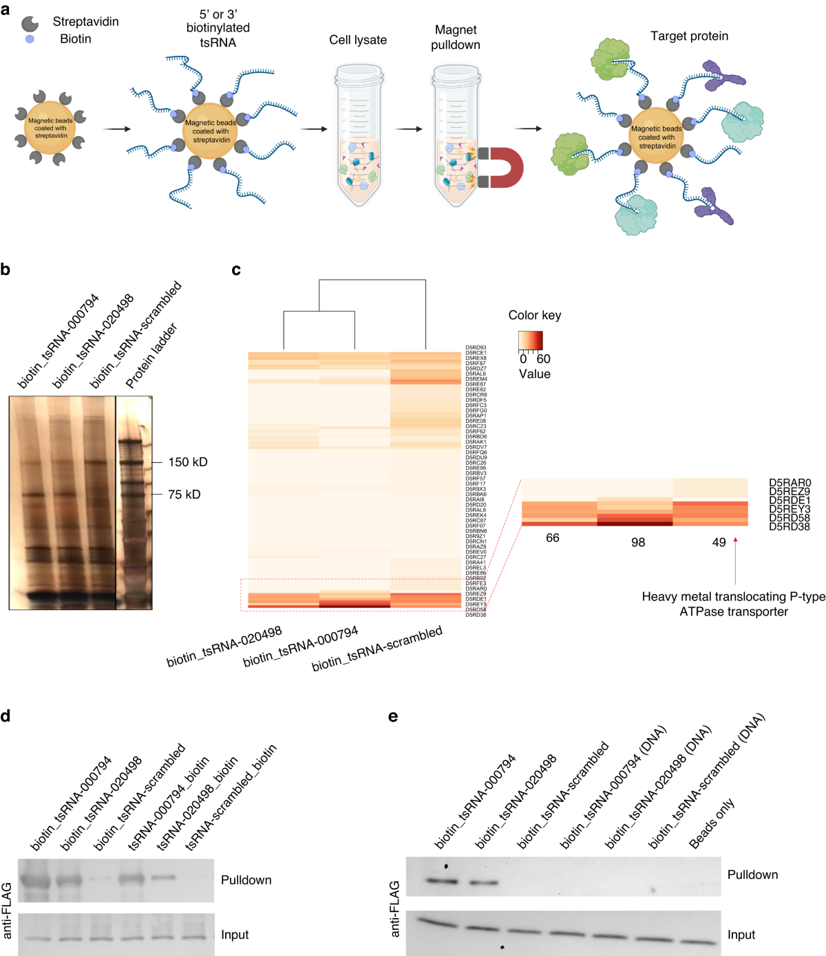 Identification of a Fusobacterial RNA-binding protein involved in host  small RNA-mediated growth inhibition | International Journal of Oral Science