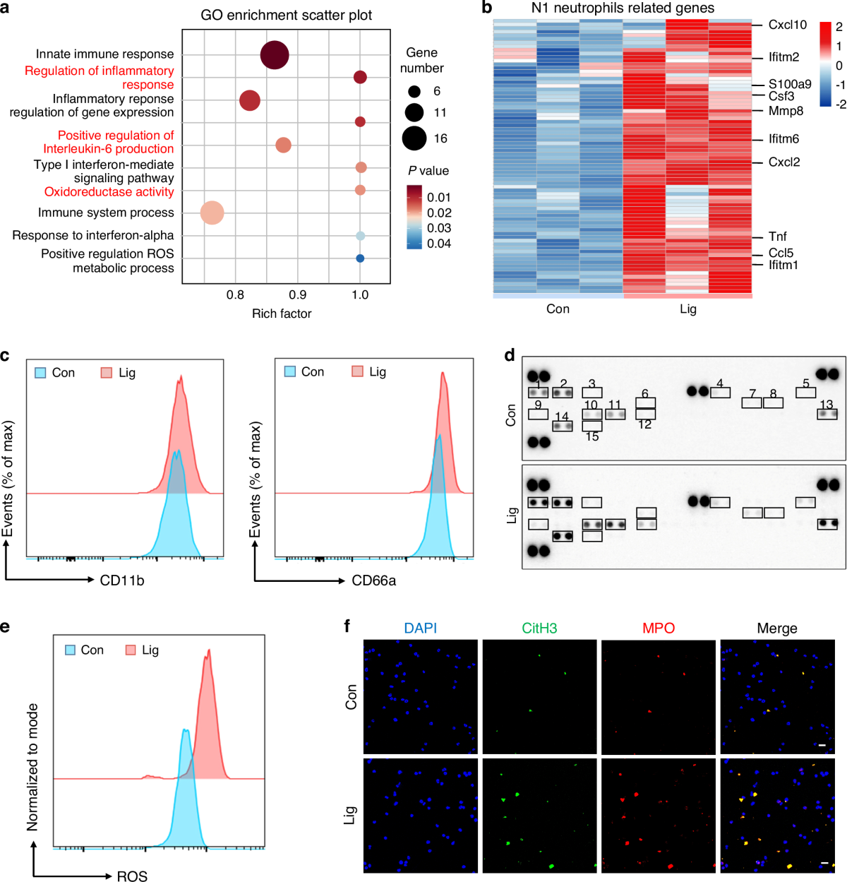CHAC2-mediated glutathione metabolic reprogramming drives N1 polarization of bone marrow neutrophils and exacerbates inflammatory comorbidities