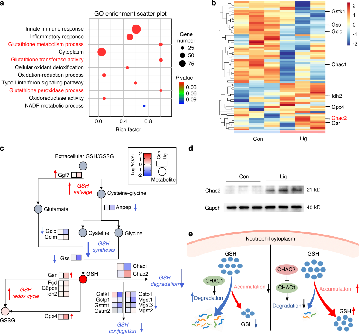 CHAC2-mediated glutathione metabolic reprogramming drives N1 polarization of bone marrow neutrophils and exacerbates inflammatory comorbidities