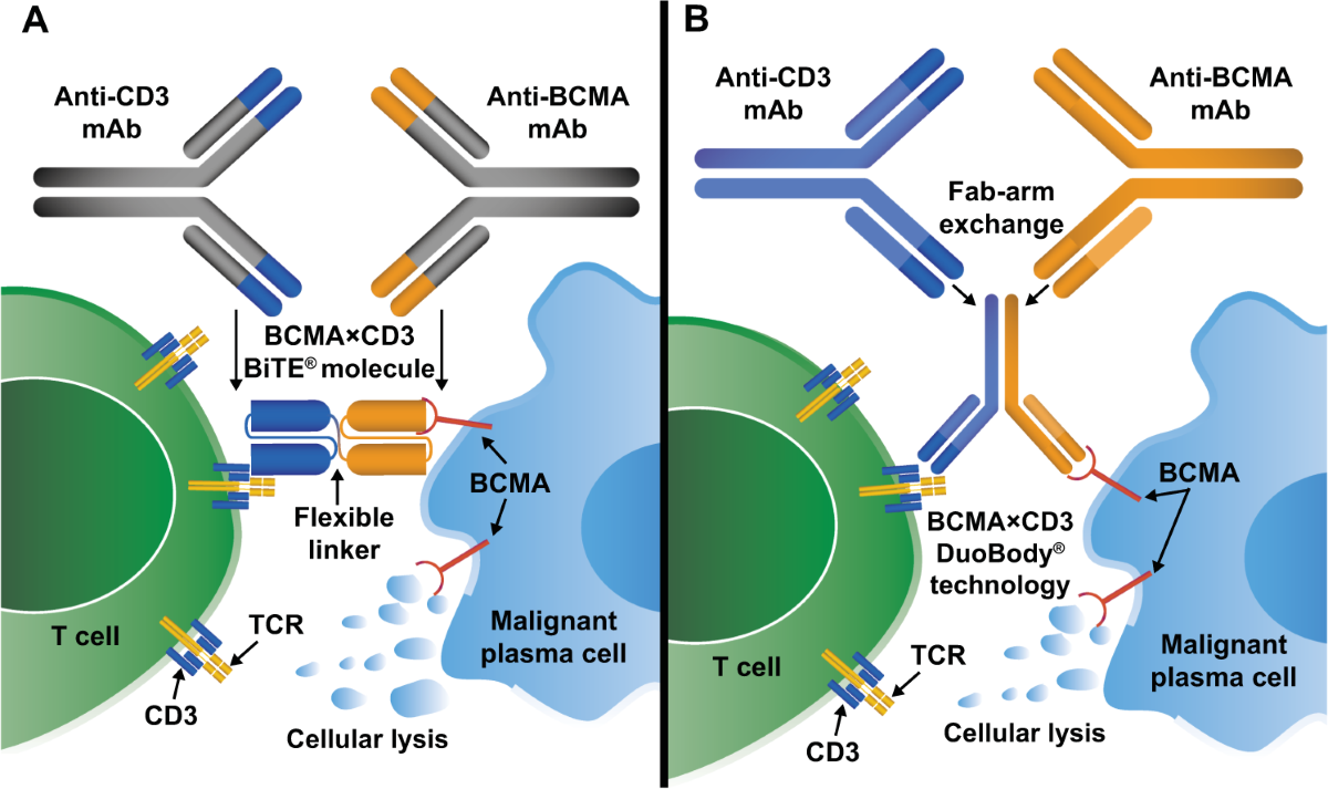 B-cell maturation antigen (BCMA) in multiple myeloma: rationale 