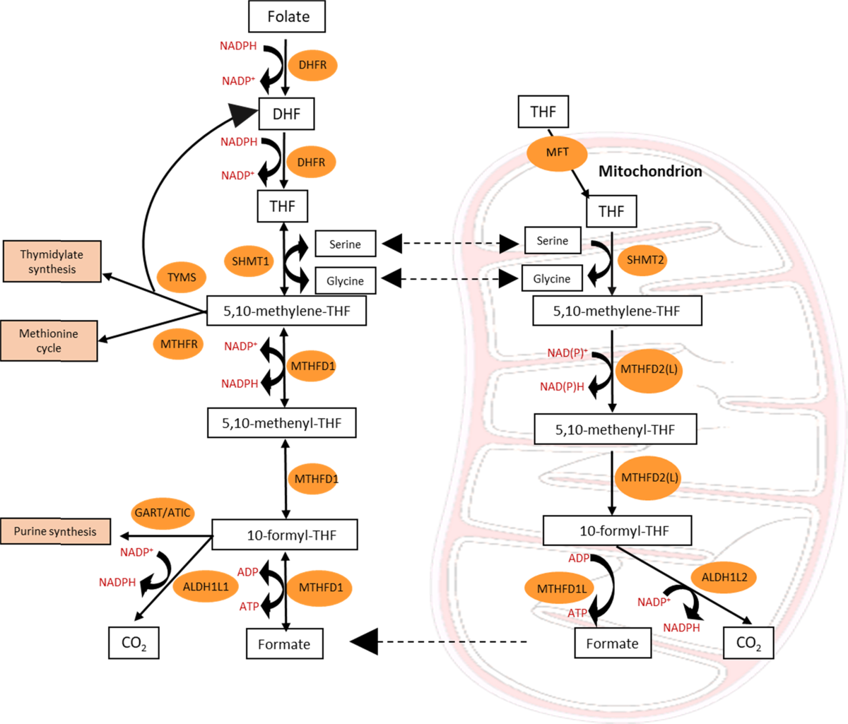 Folate metabolism: a re-emerging therapeutic target in haematological cancers | Leukemia folate-metabolism-a-re-emerging-therapeutic-target-in-haematological-cancers-leukemia