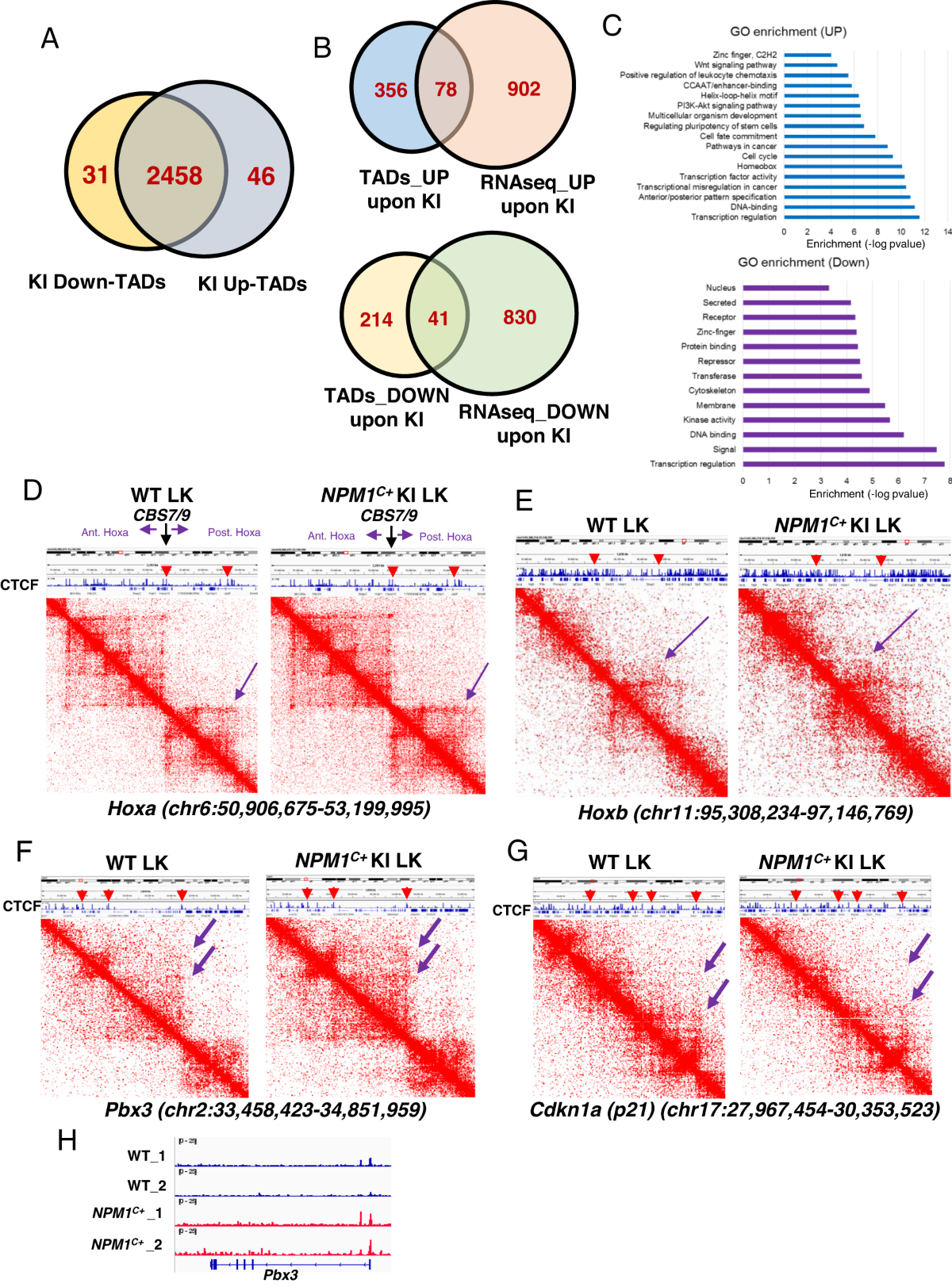 NPM1 mutation reprograms leukemic transcription network via reshaping TAD  topology | Leukemia, image size:1200x1623