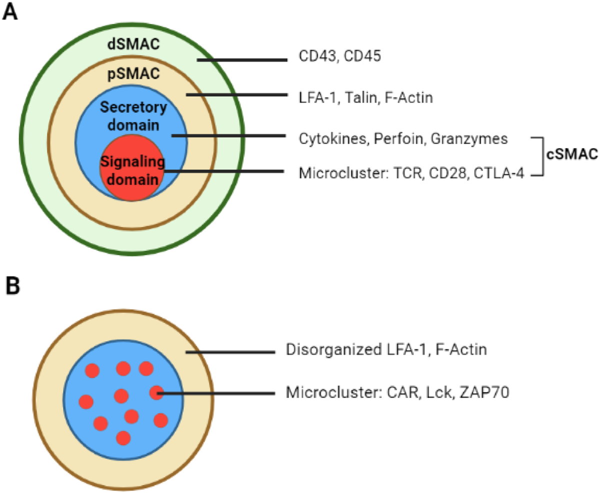 41375_2023_1976_Fig3_HTML.png Tcrcyvyct
