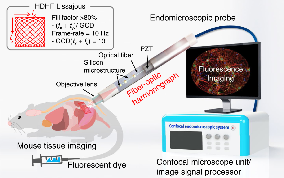 Handheld endomicroscope using a fiber-optic harmonograph enables real-time  and in vivo confocal imaging of living cell morphology and capillary  perfusion