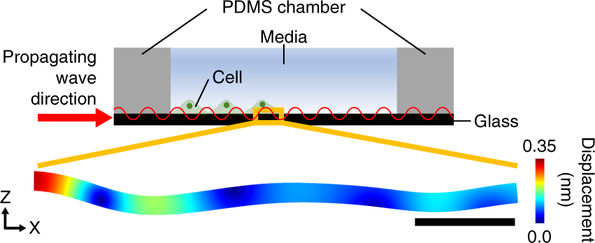 Propagating acoustic waves on a culture substrate regulate the directional collective cell migration | Microsystems & Nanoengineering
