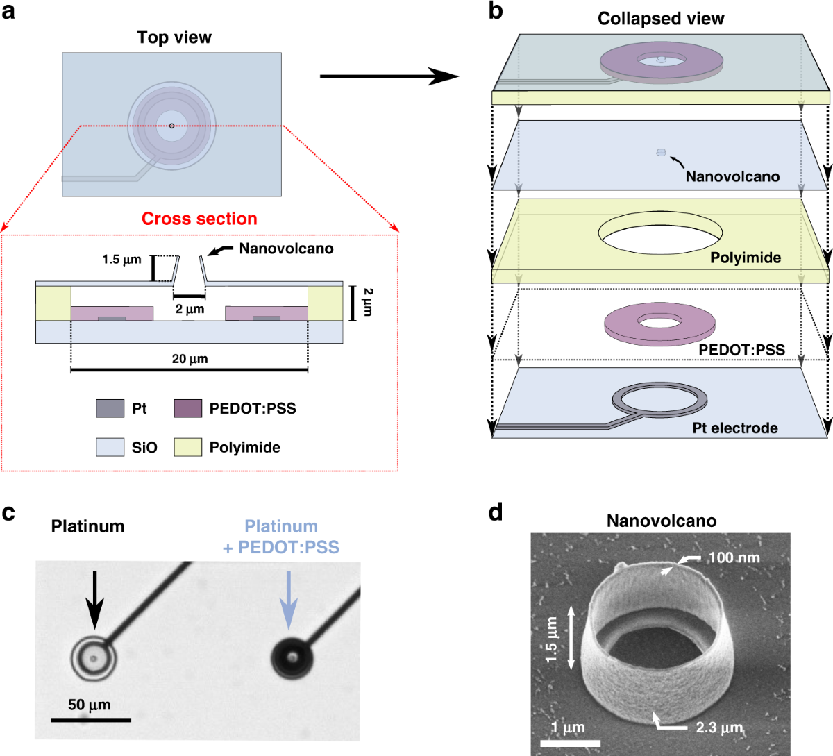 Impedance spectroscopy of the cell/nanovolcano interface enables  optimization for electrophysiology | Microsystems \u0026 Nanoengineering, image size:1200x1089
