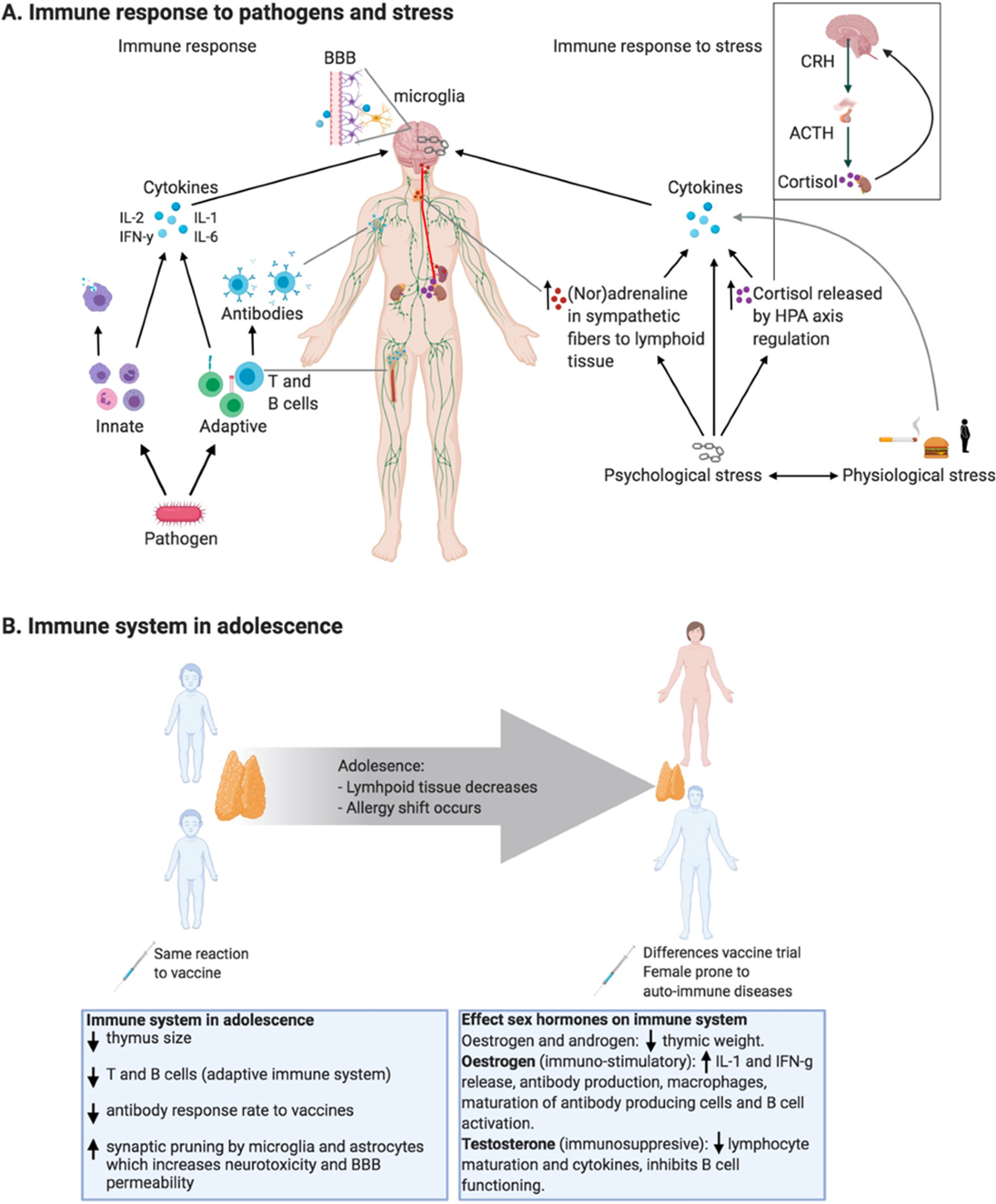 Inflammation and depression in young people: a systematic review and  proposed inflammatory pathways | Molecular Psychiatry