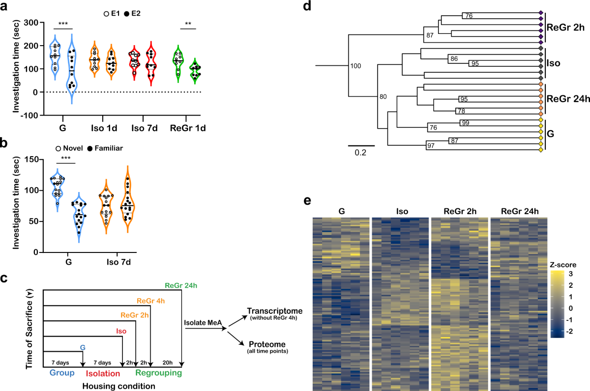 Acute social isolation and regrouping cause short- and long-term molecular  changes in the rat medial amygdala | Molecular Psychiatry