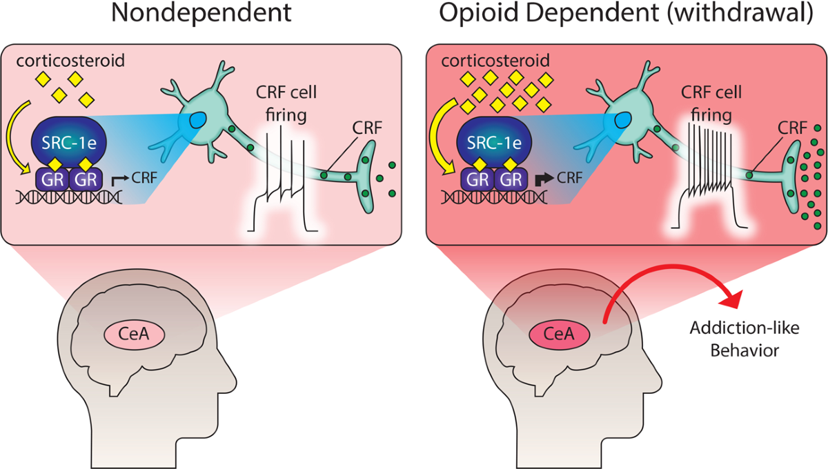 ghk-cu peptide benefits dosage side effects Peptide Therapy for Inflammation: A New Solution