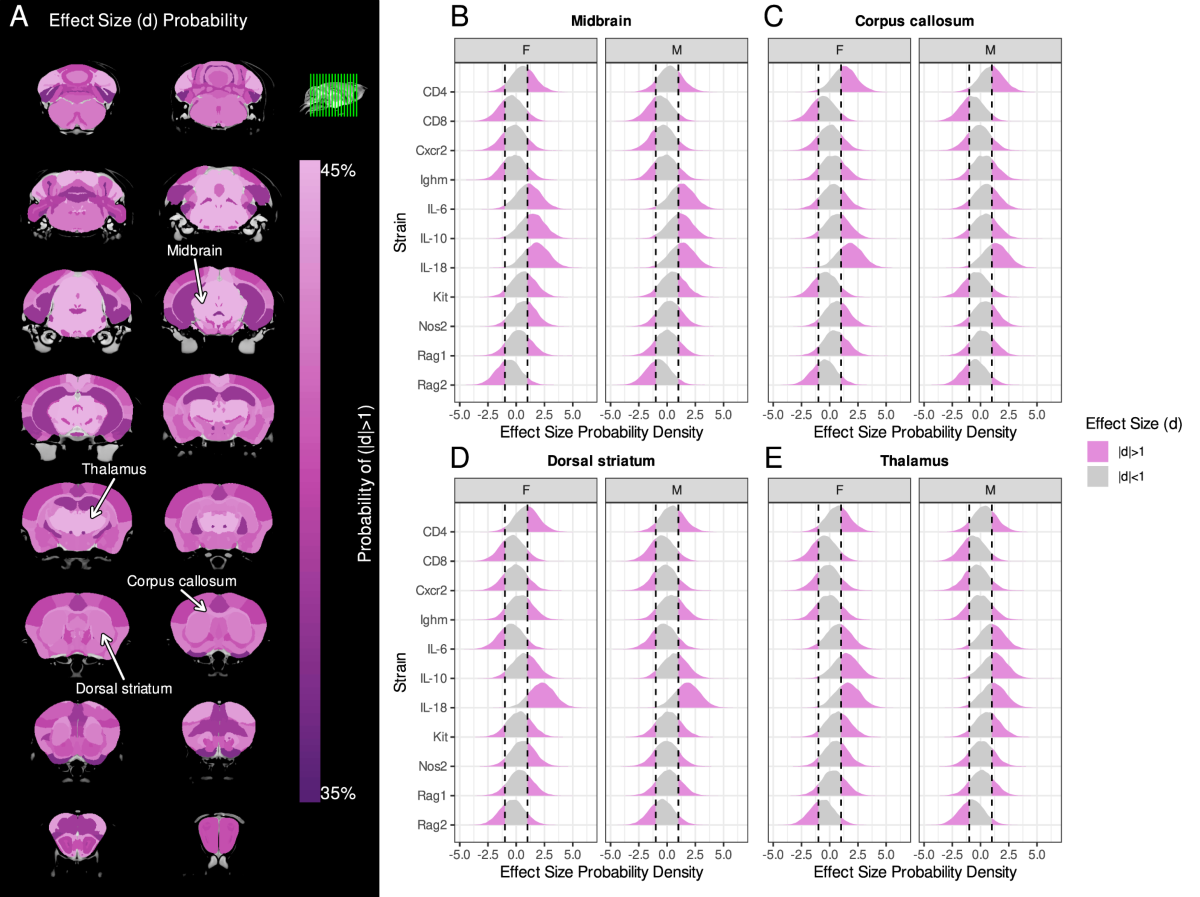 Mouse models of immune dysfunction: their neuroanatomical differences  reflect their anxiety-behavioural phenotype | Molecular Psychiatry