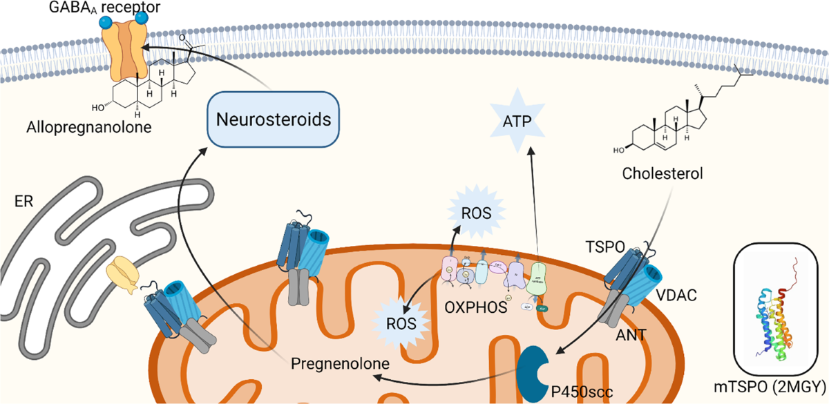 Picture of Translocator protein