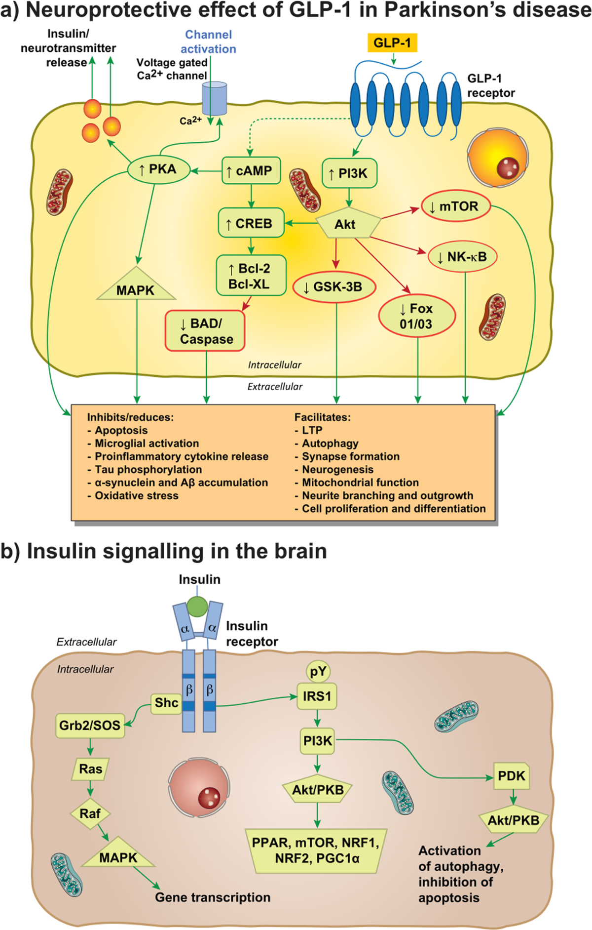 incretin mimetic agents glp 1 receptor agonists Incretin and insulin signaling as novel therapeutic targets for Alzheimer's  and Parkinson's disease