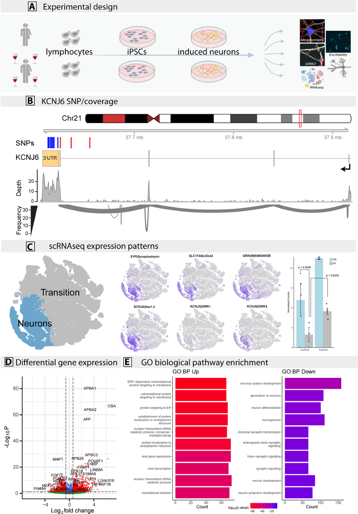 Alcohol reverses the effects of KCNJ6 (GIRK2) noncoding variants on  excitability of human glutamatergic neurons | Molecular Psychiatry