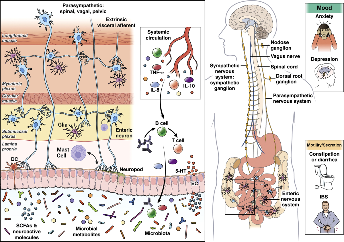 The neurobiology of irritable bowel syndrome | Molecular Psychiatry