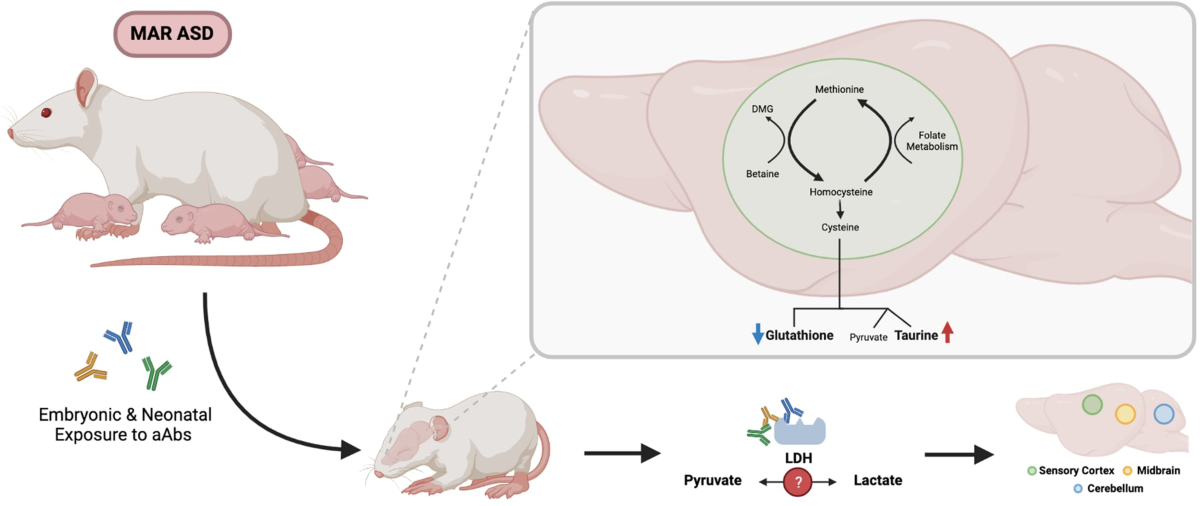 h nmr spectroscopy glutathione turnover in rat brain Altered behavior, structure, and neurometabolites a model of autism-specific maternal autoantibody exposure Autoimmune Disease Treatment in