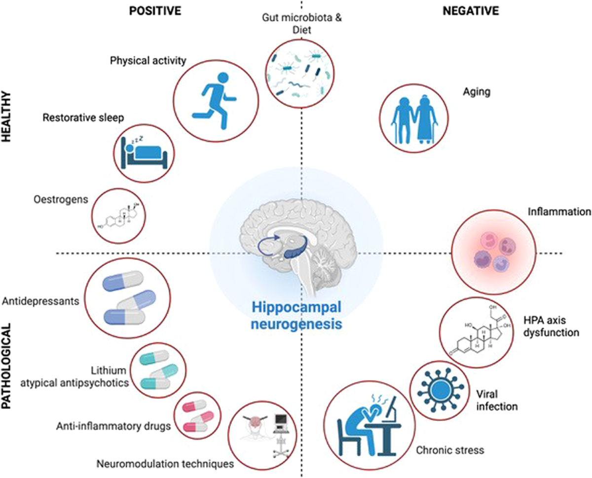 dihexa promotes neurogenesis The impact of adult neurogenesis on affective functions: of mice and men