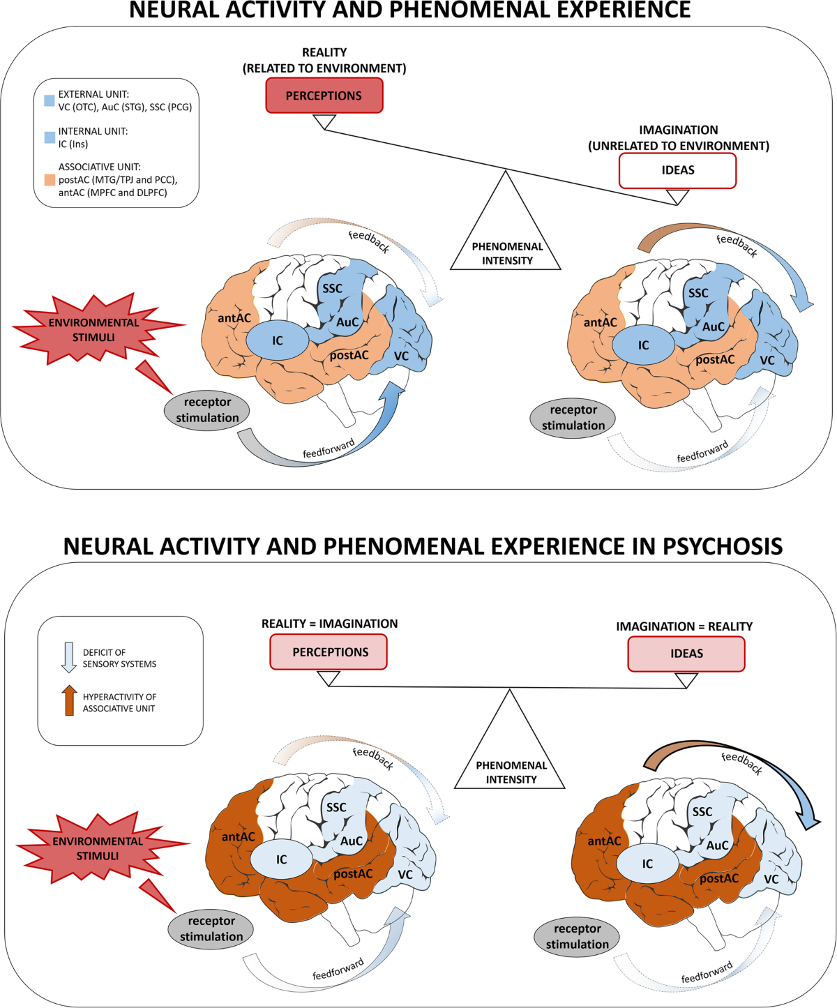 A working model of neural activity and phenomenal experience in psychosis |  Molecular Psychiatry