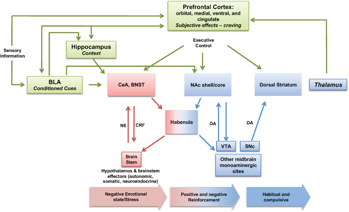 the-single-cell-opioid-responses-in-the-context-of-hiv-scorch-consortium-molecular-psychiatry