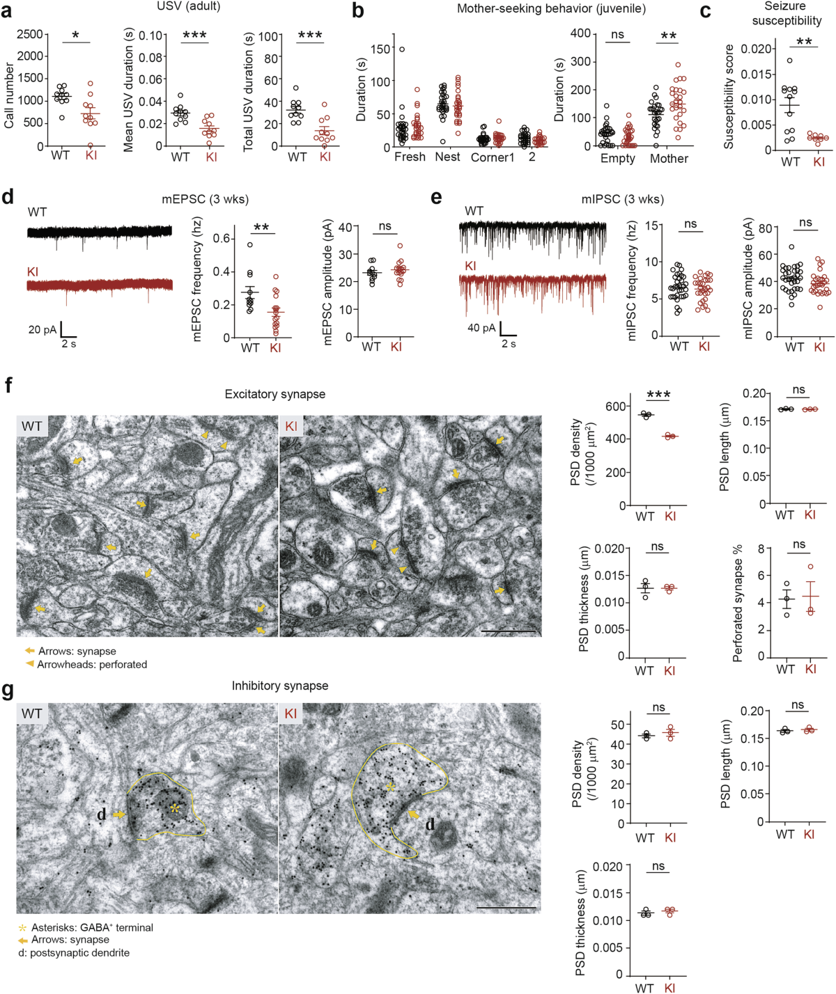 Lithium normalizes ASD-related neuronal, synaptic, and behavioral  phenotypes in DYRK1A-knockin mice | Molecular Psychiatry