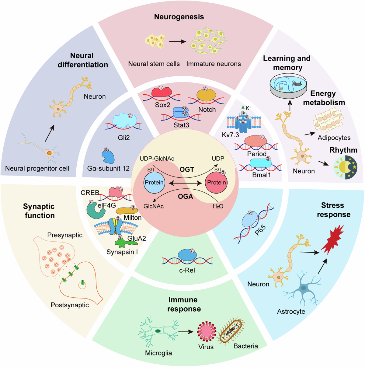 Brain O-GlcNAcylation: Bridging physiological functions, disease  mechanisms, and therapeutic applications
