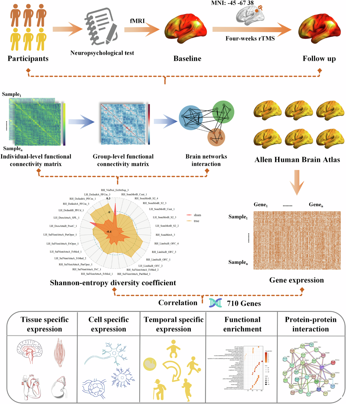 Brain overlapping system-level architecture influenced by external magnetic  stimulation and internal gene expression in AD-spectrum patients |  Molecular Psychiatry