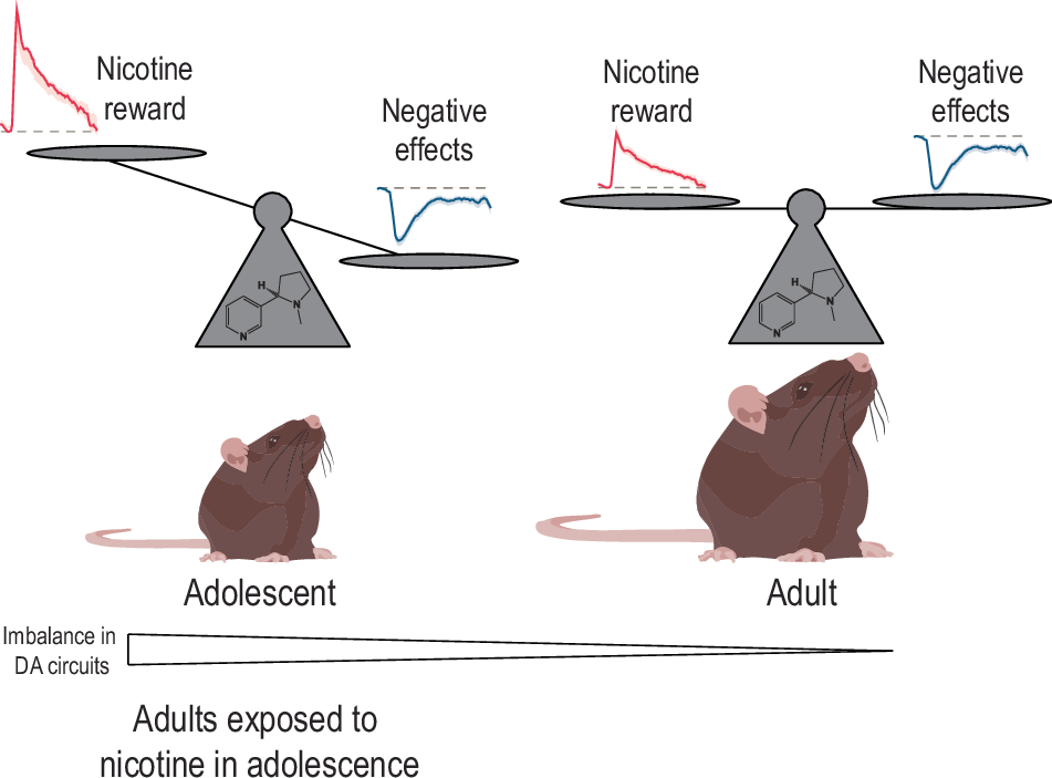 Adolescent nicotine exposure and persistent neurocircuitry changes:  unveiling lifelong psychiatric risks