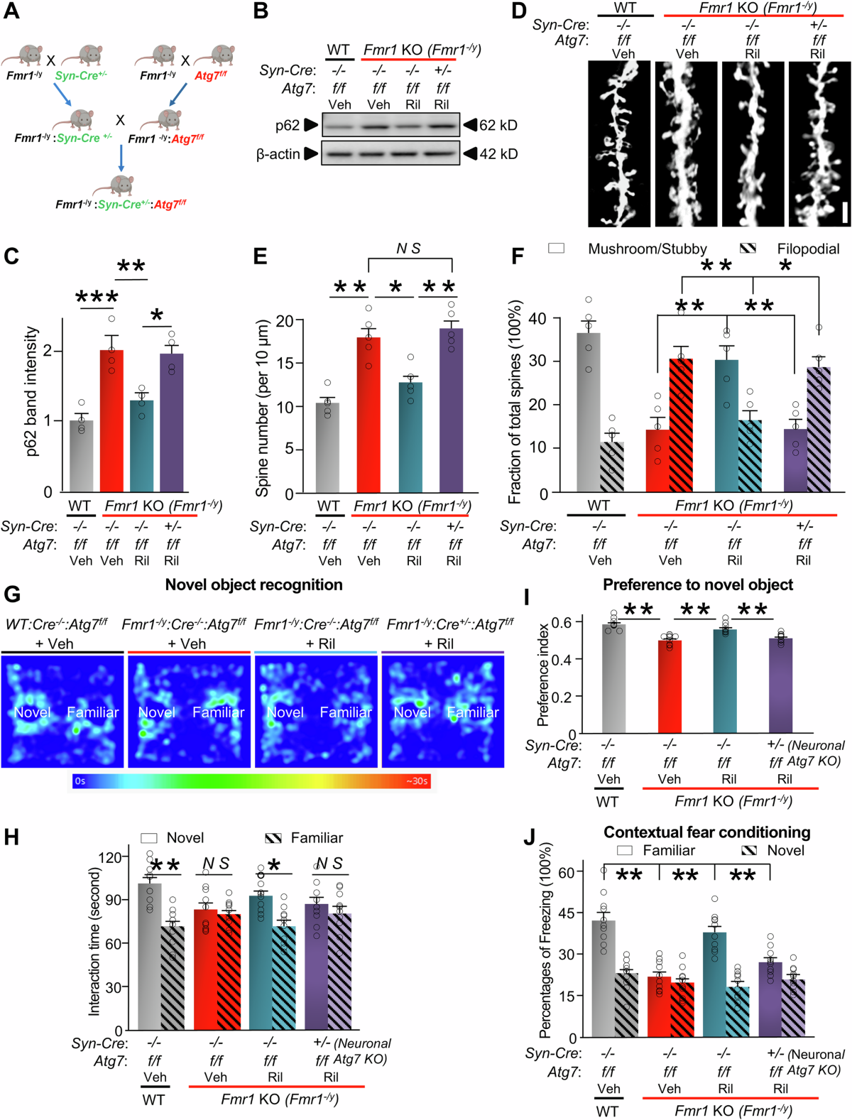 Autophagy controls the hippocampal postsynaptic organization and affects  cognition in a mouse model of Fragile X syndrome | Molecular Psychiatry