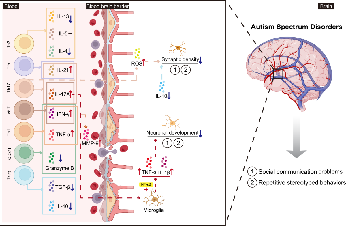 glutathione deficiency and autism Changes in peripheral immune cell phenotypes and their roles in autism: insights from clinical and animal model studies
