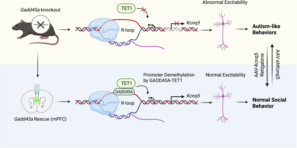 The novel role of GADD45A in the etiology of autism: modulating neuronal  excitability via TET1/R-loop dependent regulation of KCNQ5