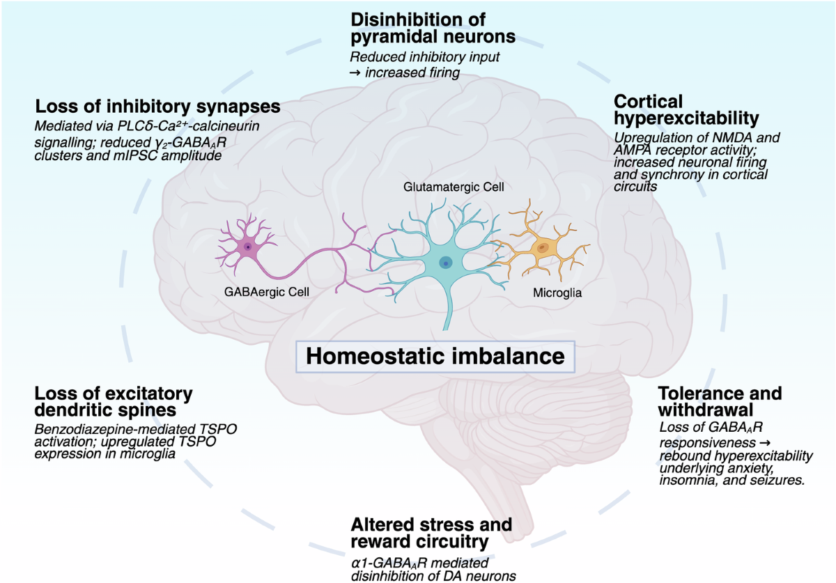 Synaptic correlates of benzodiazepine tolerance | Molecular Psychiatry