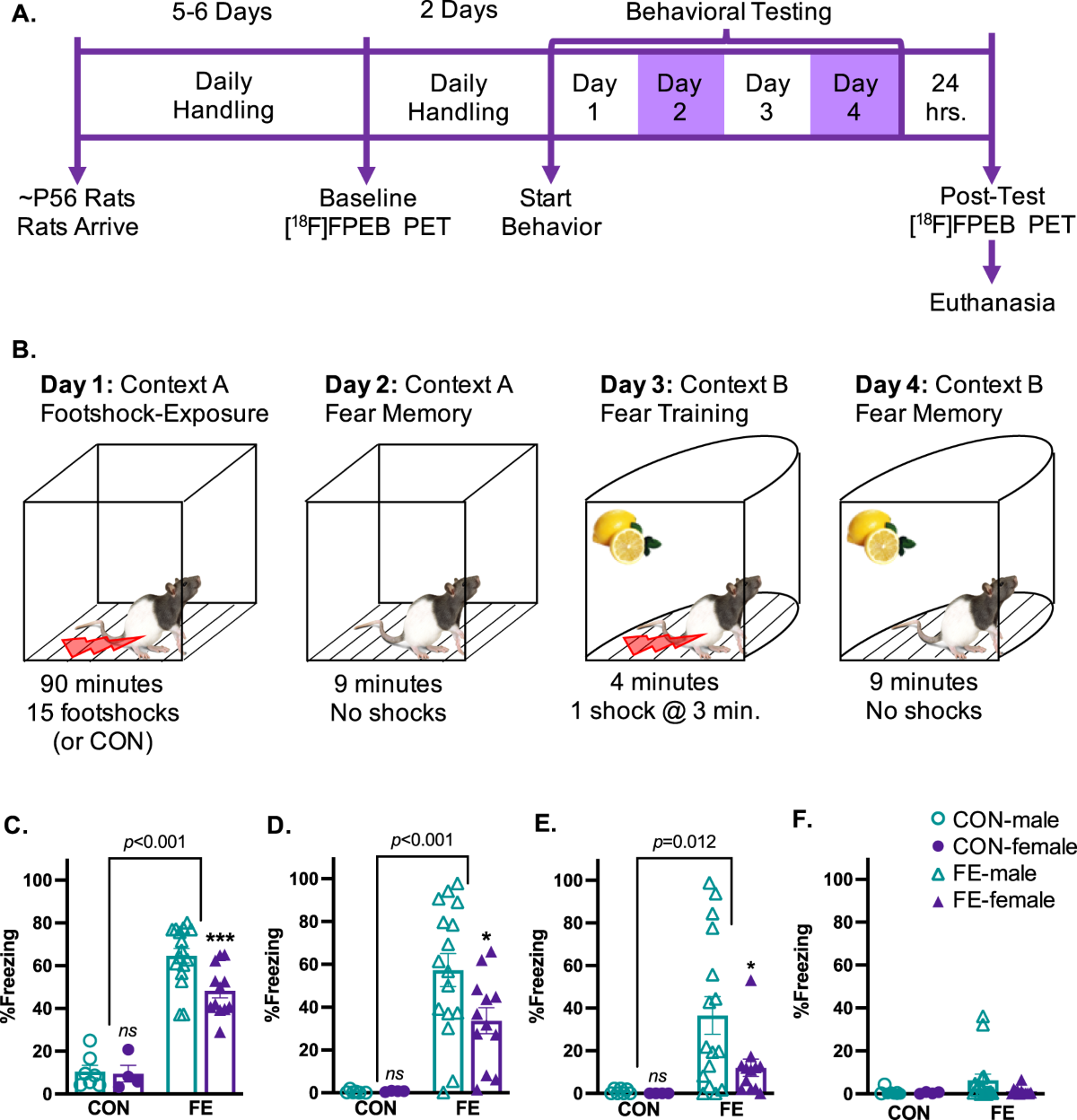 Examining sex differences in responses to footshock stress and the role of  the metabotropic glutamate receptor 5: an [18F]FPEB and positron emission  tomography study in rats | Neuropsychopharmacology